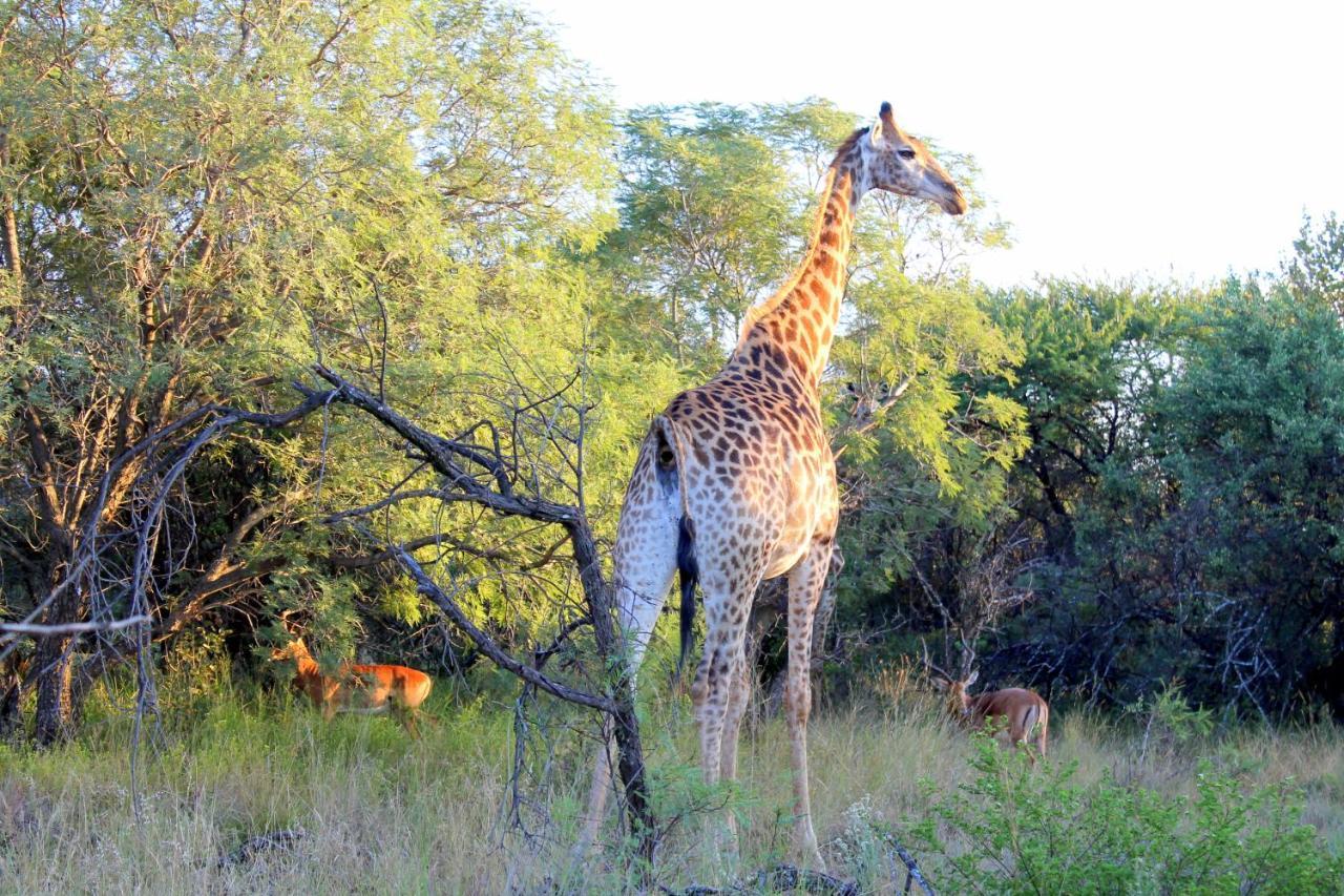 Ndlovu Log Home Dinokeng Klipdrift Esterno foto
