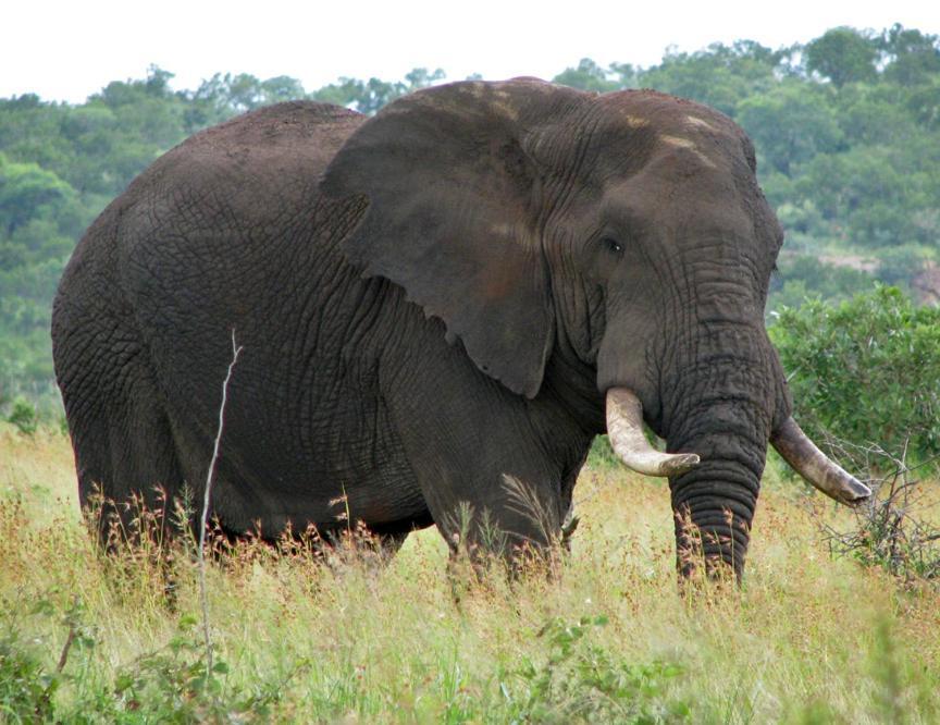 Ndlovu Log Home Dinokeng Klipdrift Esterno foto