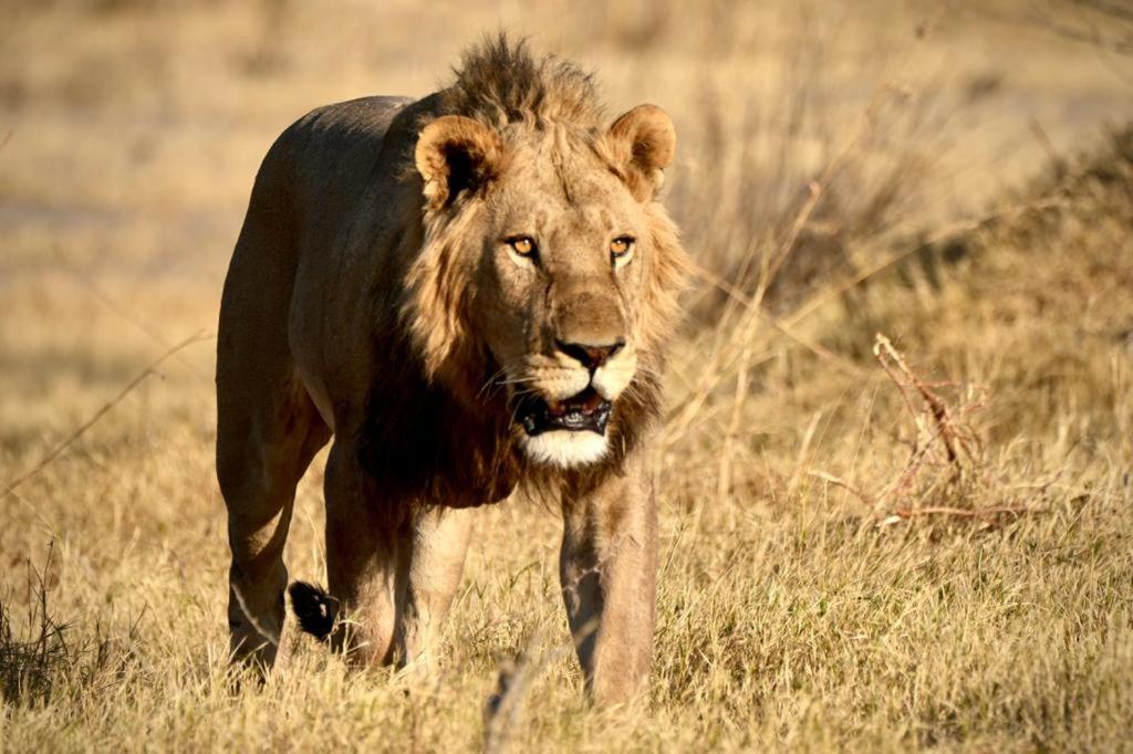 Ndlovu Log Home Dinokeng Klipdrift Esterno foto