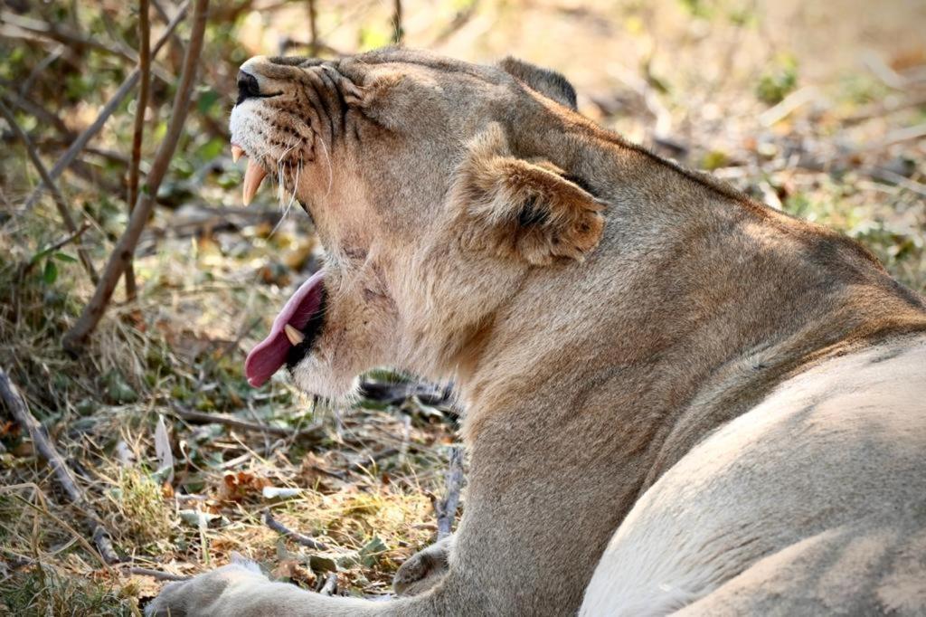 Ndlovu Log Home Dinokeng Klipdrift Esterno foto