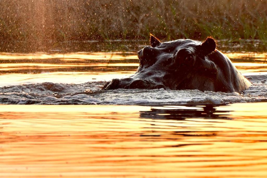 Ndlovu Log Home Dinokeng Klipdrift Esterno foto