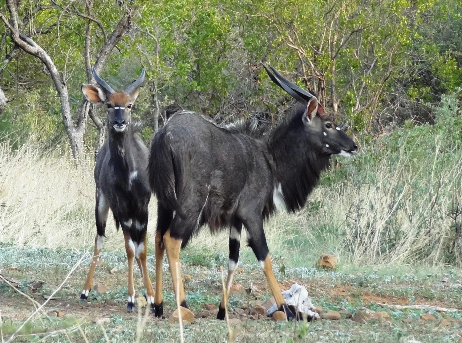 Ndlovu Log Home Dinokeng Klipdrift Esterno foto