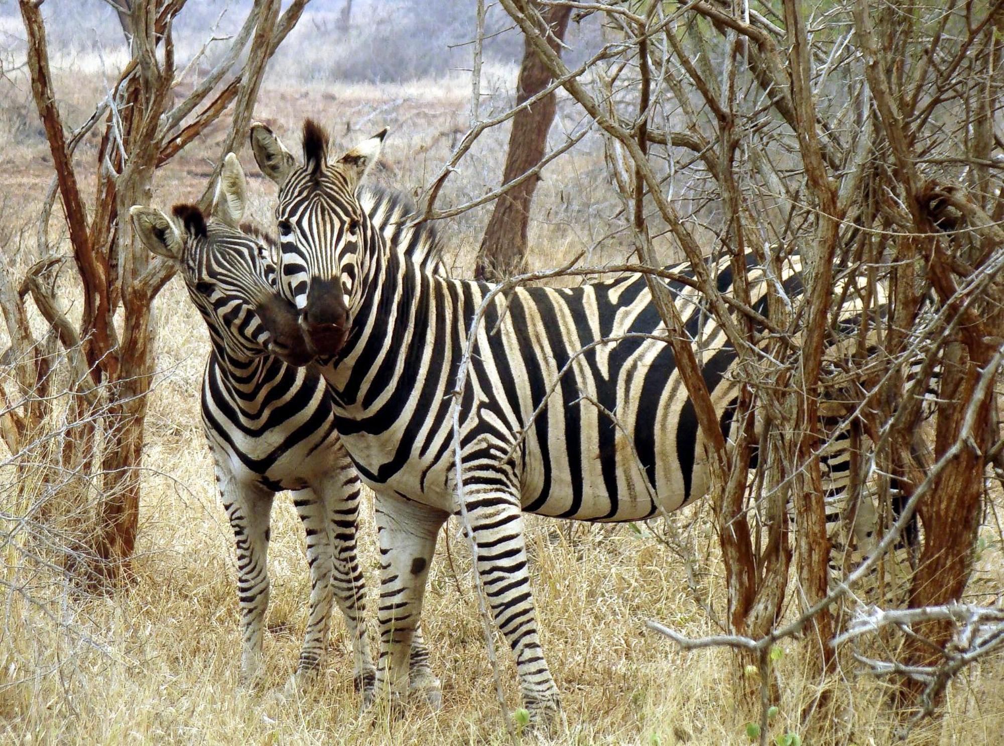 Ndlovu Log Home Dinokeng Klipdrift Esterno foto