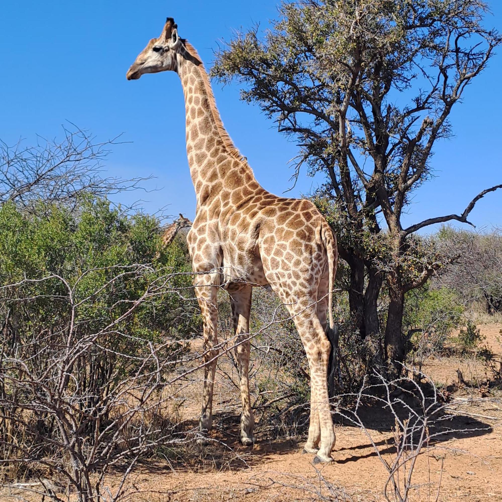 Ndlovu Log Home Dinokeng Klipdrift Esterno foto